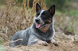 BOUVIER AUSTRALIEN 344